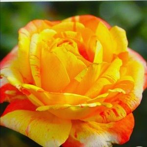 Meet your Posher, Isabel